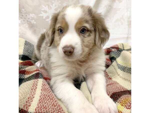 Miniature Australian Shepherd DOG Male RED MERLE 6919 Petland Ashland, Kentucky