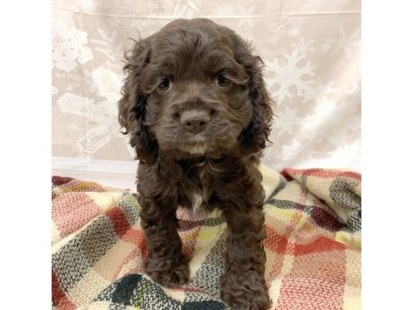 Cocker Spaniel-DOG-Female-Choc-6918-Petland Ashland, Kentucky