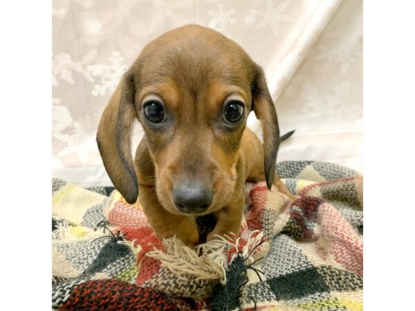 Dachshund DOG Female Wild Boar 6916 Petland Ashland, Kentucky