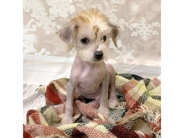 Chinese Crested-DOG-Male-Fawn-6915-Petland Ashland, Kentucky