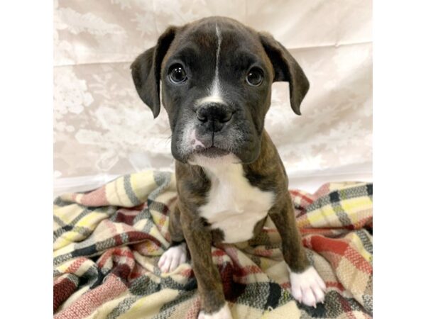 Boxer DOG Female Brindle 6914 Petland Ashland, Kentucky