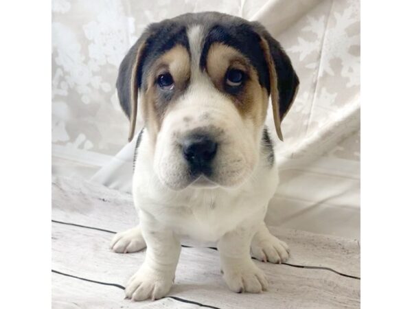 Walrus DOG Female Tri 6890 Petland Ashland, Kentucky