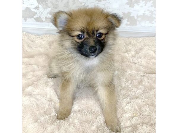 Pomeranian DOG Female Red Sable 6887 Petland Ashland, Kentucky