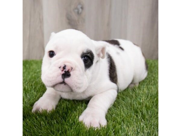 Victorian Bulldoge-DOG-Female-Brindle-6930-Petland Ashland, Kentucky