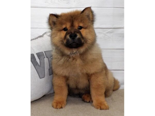 Chow Chow DOG Male Cinnamon 6932 Petland Ashland, Kentucky