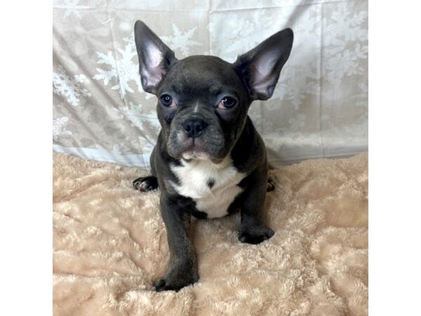 Frenchton DOG Male BLUE 6917 Petland Ashland, Kentucky