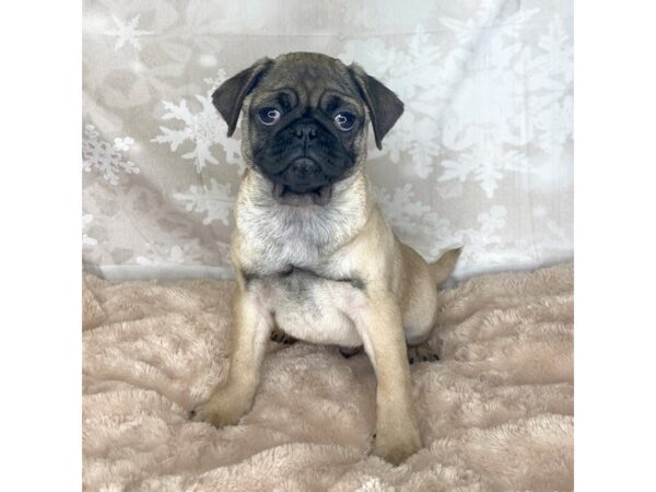 Pug DOG Male FAWN 6910 Petland Ashland, Kentucky