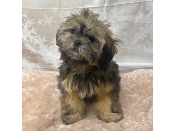 Shih Tzu DOG Male Gold 6889 Petland Ashland, Kentucky