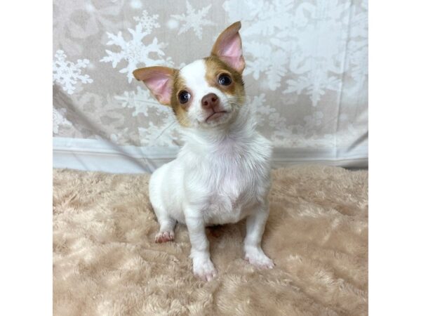 Chihuahua DOG Male Fawn 6859 Petland Ashland, Kentucky