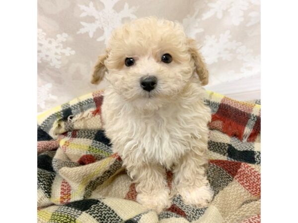 Maltipoo DOG Male Apricot 6926 Petland Ashland, Kentucky