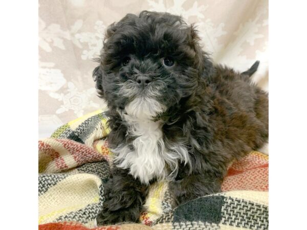 ShizaPoo DOG Male Brindle 6927 Petland Ashland, Kentucky