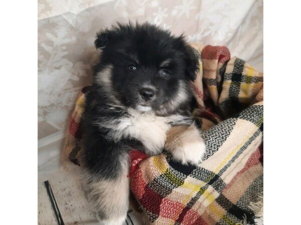 Pomsky-DOG-Male-Black & White-6903-Petland Ashland, Kentucky