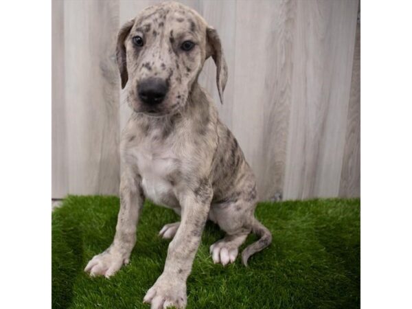 Great Dane DOG Female Fawn Merle 6940 Petland Ashland, Kentucky