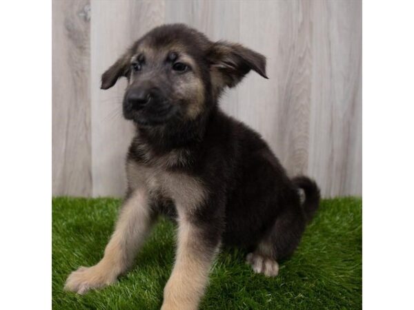 German Shepherd Dog DOG Male Black / Tan 6938 Petland Ashland, Kentucky