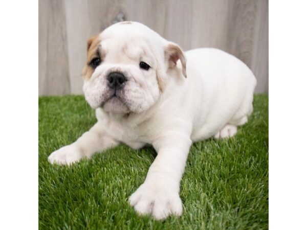 English Bulldog DOG Male Red 6942 Petland Ashland, Kentucky