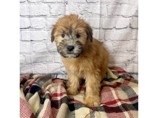 Soft Coated Wheaten Terrier DOG Male Wheaten 6941 Petland Ashland, Kentucky