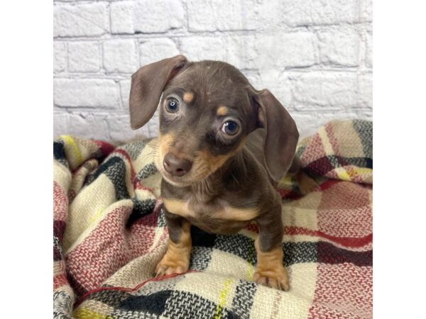 Dachshund DOG Female 6939 Petland Ashland, Kentucky