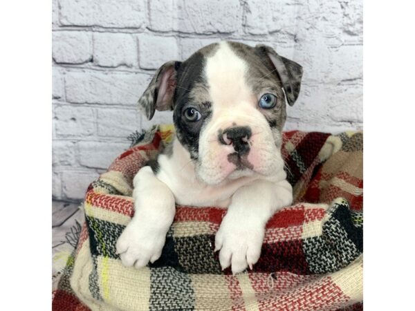 Boston Terrier DOG Male Blue Merle 6952 Petland Ashland, Kentucky