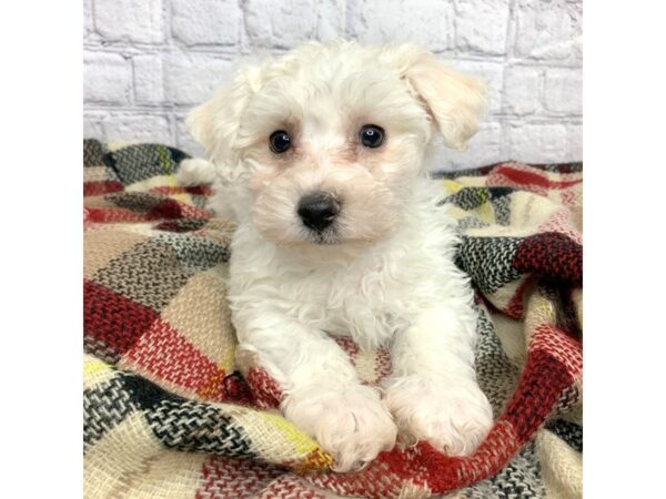 Bichon Frise DOG Male WHITE 6950 Petland Ashland, Kentucky