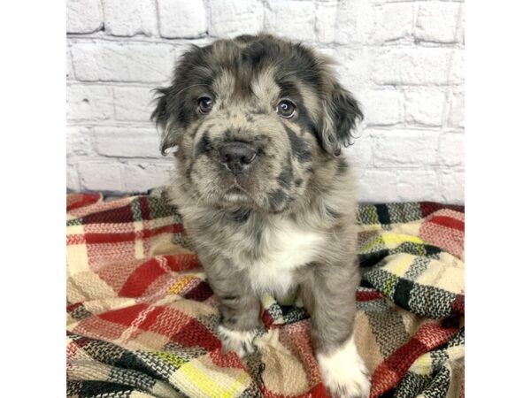 Mini Hippo-DOG-Female-blue merle-6949-Petland Ashland, Kentucky