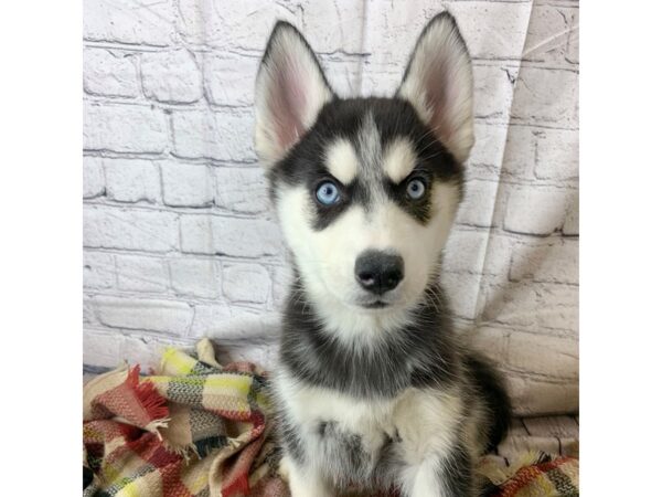 Siberian Husky DOG Female Black / White 6937 Petland Ashland, Kentucky