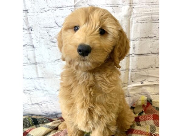 Goldendoodle DOG Male Red 6936 Petland Ashland, Kentucky