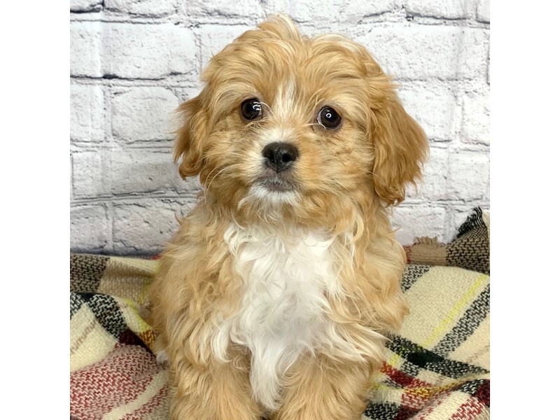Cavapoo Puppy Ruby ID:6933 Located at Petland Ashland, Kentucky