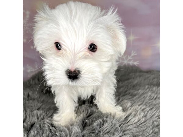 Maltese DOG Female White 6958 Petland Ashland, Kentucky