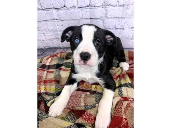 Olde Bulldog DOG Female Black / White 6951 Petland Ashland, Kentucky