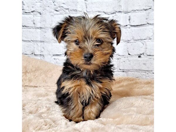 Yorkshire Terrier DOG Female Black / Tan 6965 Petland Ashland, Kentucky