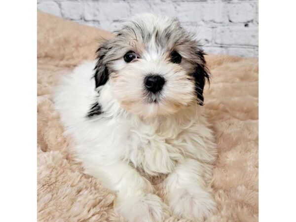 Havanese DOG Male Silver Sable 6963 Petland Ashland, Kentucky