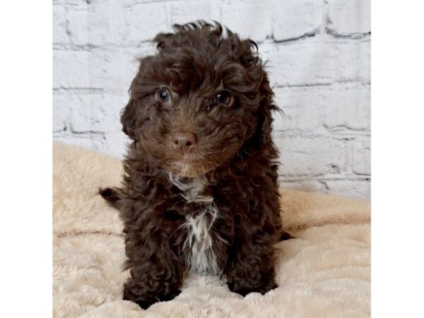 Havapoo-DOG-Female-Chocolate-6959-Petland Ashland, Kentucky