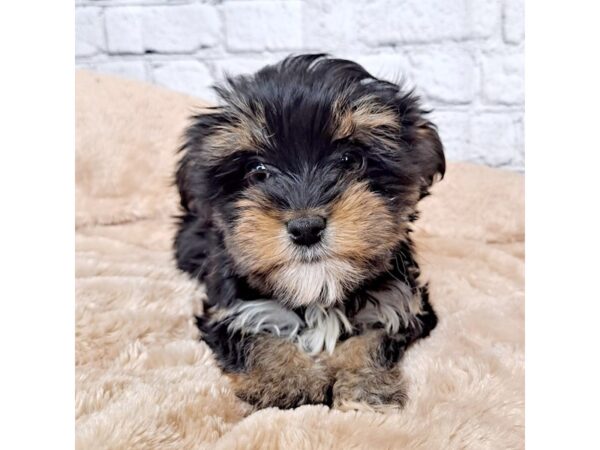 Morkie DOG Female Black / Tan 6960 Petland Ashland, Kentucky