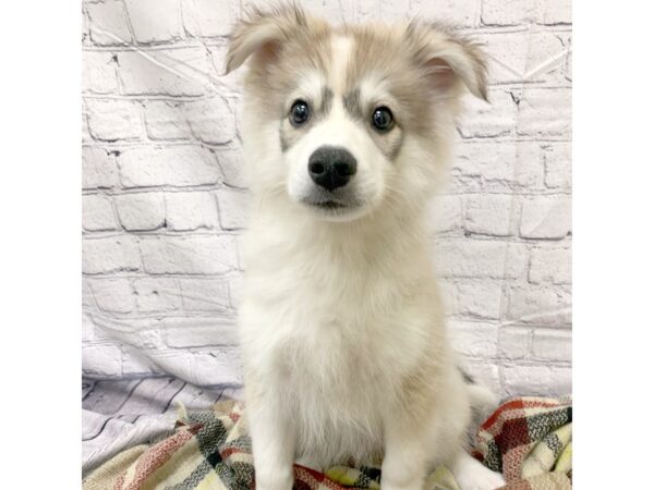 HuskieMo DOG Male blk silver 6905 Petland Ashland, Kentucky