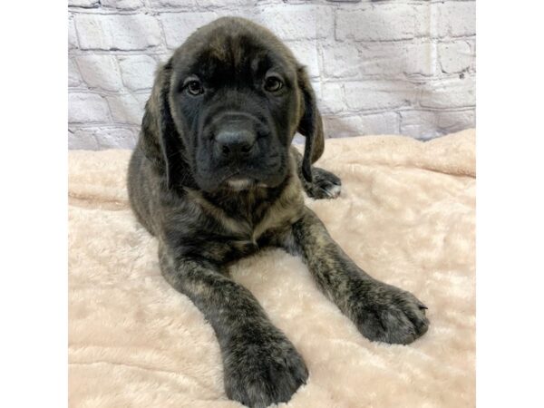 Mastiff DOG Female Brindle 6968 Petland Ashland, Kentucky