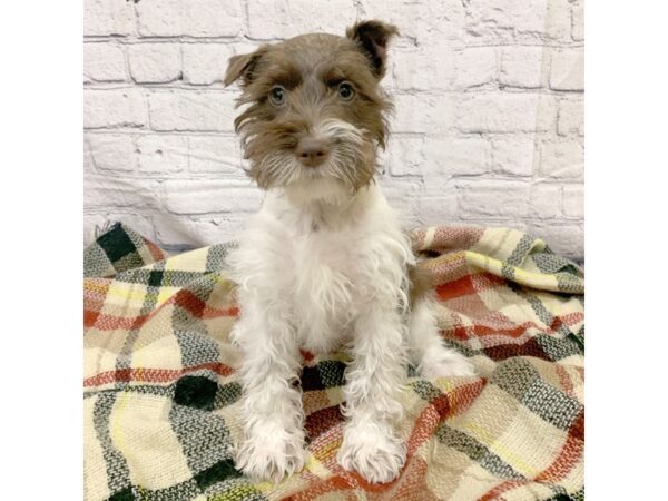 Miniature Schnauzer DOG Female Chocolate / White 6953 Petland Ashland, Kentucky