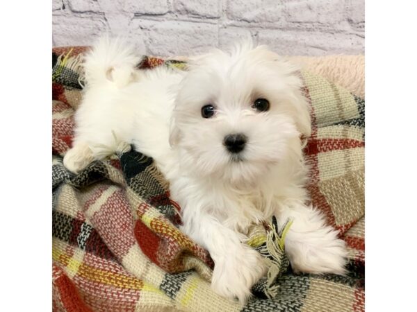 Maltese DOG Male White 6979 Petland Ashland, Kentucky