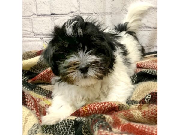 Havanese DOG Male Black / White 6978 Petland Ashland, Kentucky