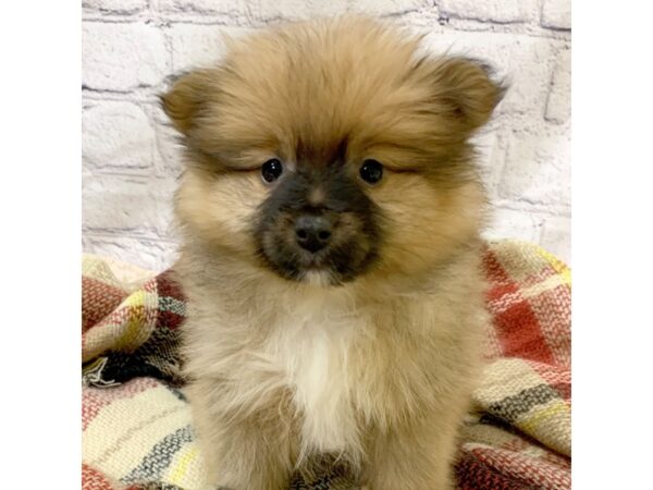 Pomeranian-DOG-Male-Red Sable-6972-Petland Ashland, Kentucky