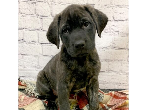 Mastiff DOG Female Brindle 6971 Petland Ashland, Kentucky