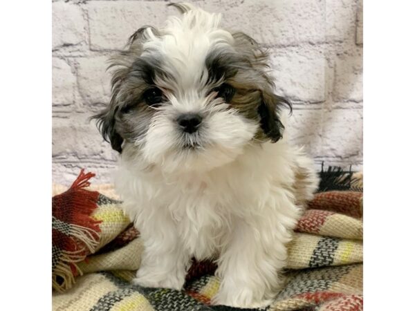 Teddy Bear DOG Male Sable / White 6970 Petland Ashland, Kentucky