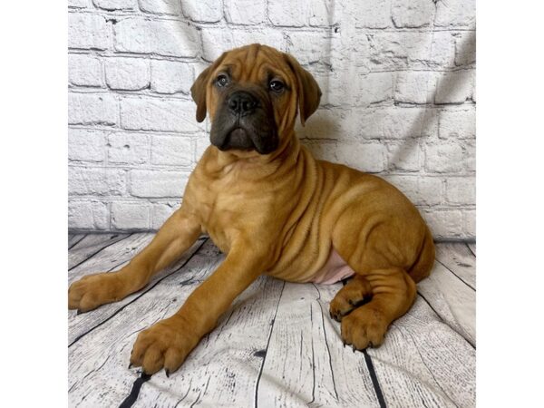 Bullmastiff DOG Male Apricot 6984 Petland Ashland, Kentucky