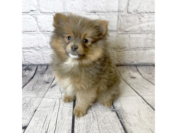 Pomeranian-DOG-Male-Red Sable-6985-Petland Ashland, Kentucky