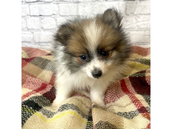 Pomeranian-DOG-Male-SABLE WH-6993-Petland Ashland, Kentucky