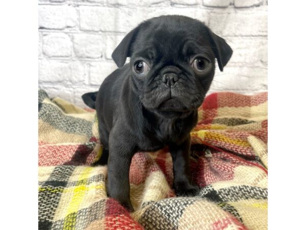 Pug DOG Female BLK 6992 Petland Ashland, Kentucky