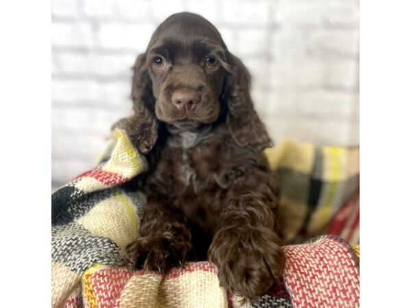 Cocker Spaniel DOG Male Brown 6987 Petland Ashland, Kentucky