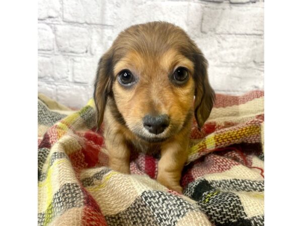 Chiweenie DOG Female Wild Boar 6986 Petland Ashland, Kentucky