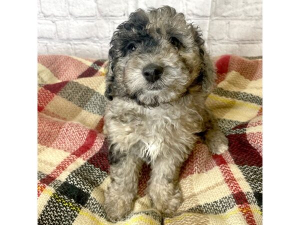 Miniature Poodle-DOG-Male-Choc merle-6991-Petland Ashland, Kentucky