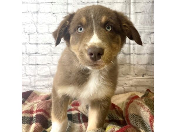 Australian Shepherd DOG Male red tan & white 6994 Petland Ashland, Kentucky