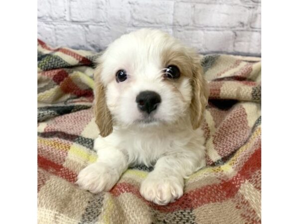 Cava Chon-DOG-Male-BLENHIEM-7006-Petland Ashland, Kentucky